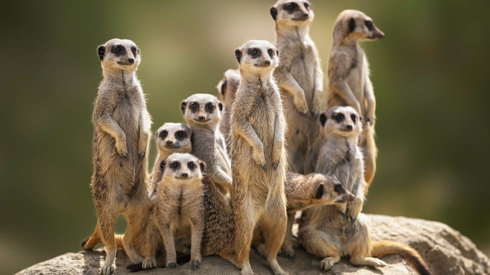 Meerkats on a rock